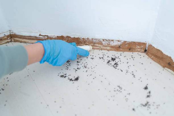 Best Mosquito Control Services  in St Paul, NE